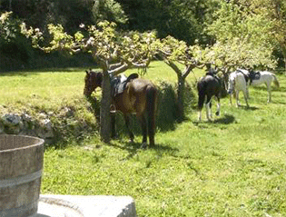 Horse Riding Excursion