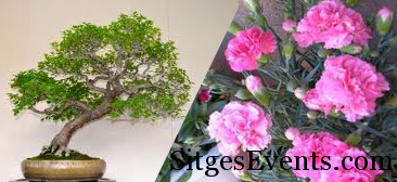 Sitges National Carnation & Bonsai Exhibition